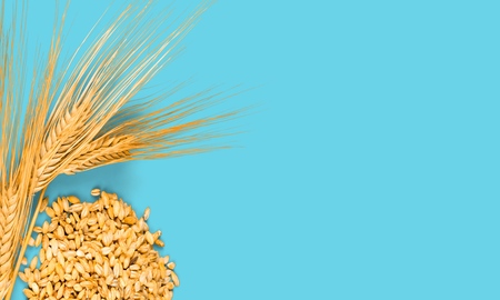 top view of wheat crop on wooden table. Symbols of jewish holiday - Shavuotの写真素材