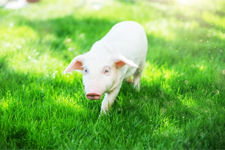 Small piglet sleep on farmの写真素材