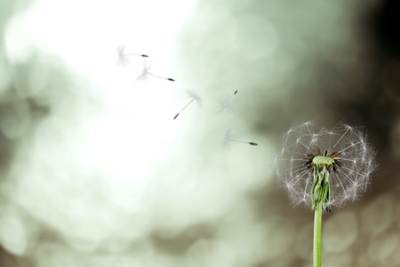 Dandelion seeds in the sunlight blowing away across a fresh green morning backgroundの写真素材