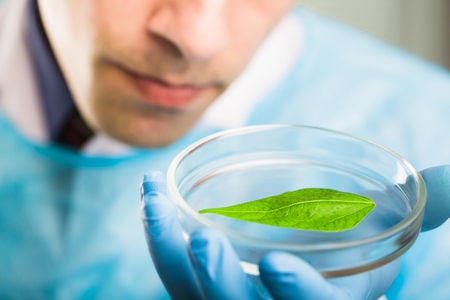 Genetically modified plant in Petri dishの写真素材