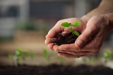 Two hands of the children are planting the seedlings into the soil.