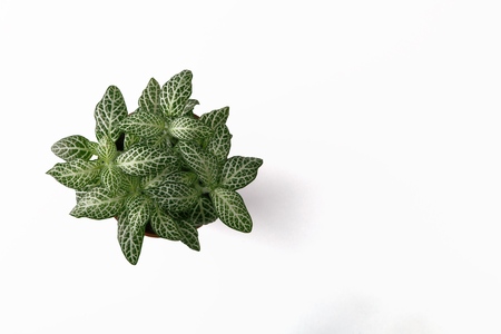 Top view plant in pot isolated on white desk backgroundの写真素材