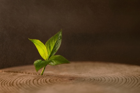 New life idea concept with seedling growing sprout (tree).Business development and eco symbolic.の写真素材