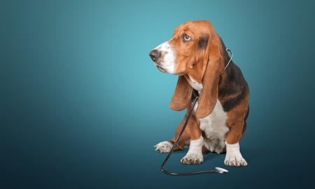 portrait vet dog spaniel on a gray background