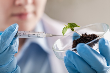 Close-up of a green plant and hand of scientist with tweezersの写真素材