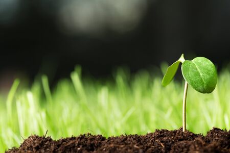 Growing Sprout - Beginning of a new life