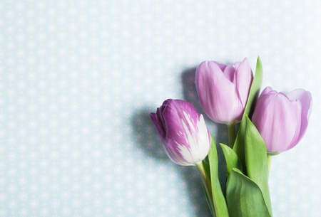 Pink Tulips Flowers  on wooden table for March 8, International Womens Day, Birthday , Valentines Day or Mothers day - Closeupの写真素材
