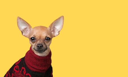 Happy, curious dogの写真素材