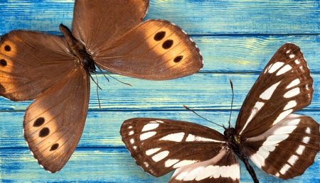 Butterfliesの写真素材