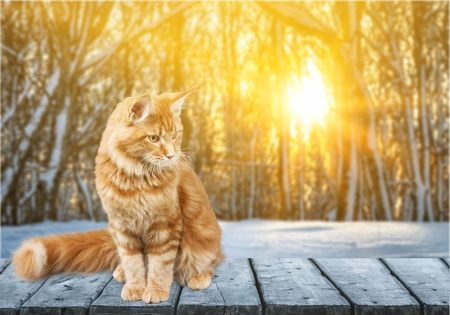 Sittin Prettyの写真素材