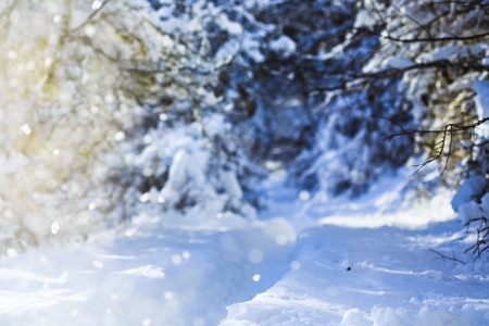 forest in the frost. Winter landscape. Snow covered trees. deerの写真素材