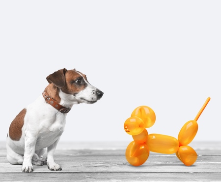dog listening with big earの写真素材