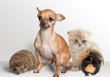 Group of pets