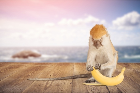 Monkey eating a bananaの写真素材
