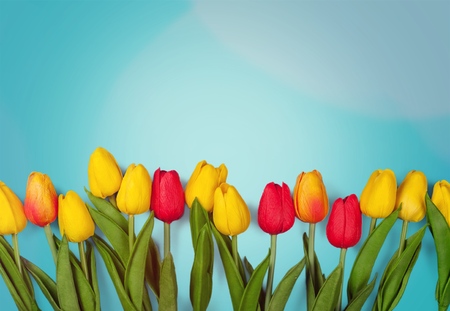 Vintage pink and white tulipsの写真素材