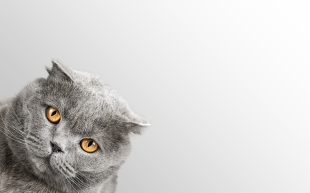 The cat looks for youの写真素材