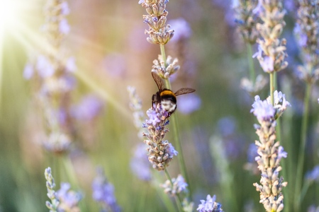 flying honey beeの写真素材