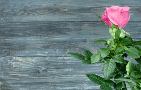 Red Rosesの写真素材