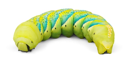 Close up of the caterpillar (Papilio xuthus). Isolated on white.の写真素材