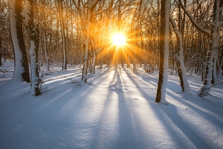 forest in the frost. Winter landscape. Snow covered trees. deerの写真素材