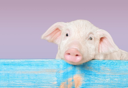 Funny pig hanging on a fence. Studio photo. Isolated on white background.の写真素材