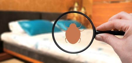 Hand with magnifying glass detecting bed bug