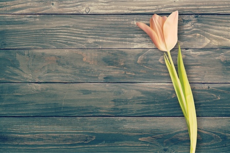 Colorful tulip flowerの写真素材