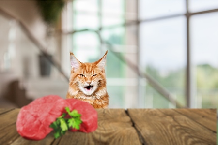 Cat looks on meatの写真素材