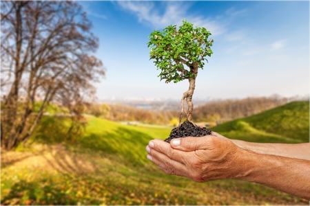 Female hands holding bonsai tree in rural scene