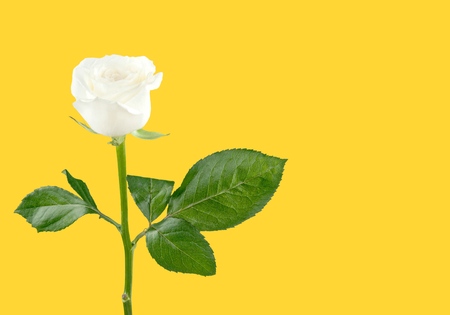 single pink rose on backgroundの写真素材