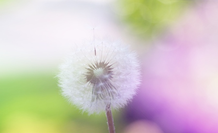 Fluffy dandelion flower against the backgroundの写真素材