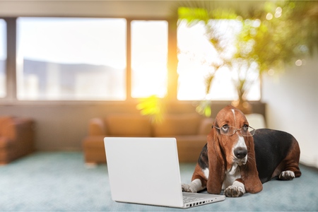 Dog using laptopの写真素材