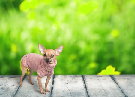 spring is hereの写真素材