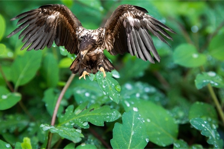 Young Black-chested Buzzard-eagle - Geranoaetus melanoleucus