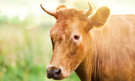 Cow on natural background