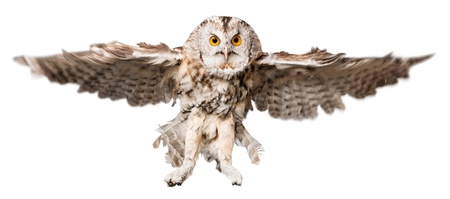 Eagle Owl Flyingの写真素材