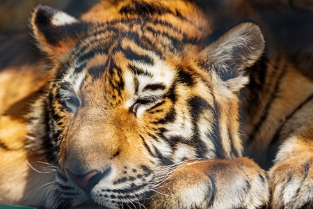Sleeping Tigerの写真素材