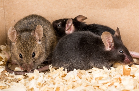 Group little mouseの写真素材