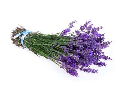 Bunch of Lavenderの写真素材