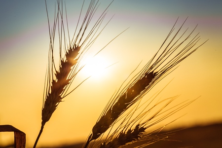 Sun Shining Through Golden Barley / Wheat Plant at Dawn / Sunsetの写真素材