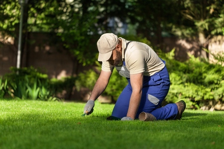 Natural Grass Turf Professional Installer. Gardener Installing Natural Grass Turfs Creating...