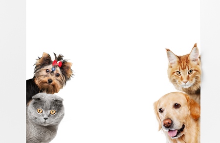 Various cats and dogs as frameの写真素材