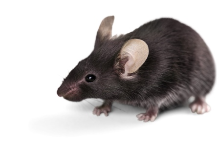 Mouse