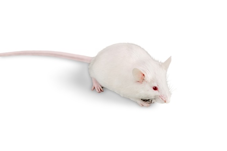 Mouseの写真素材