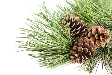 Christmas coniferous wreath