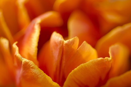 Tulips growing outdoorsの写真素材