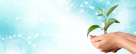 Human hands holding plantsの写真素材