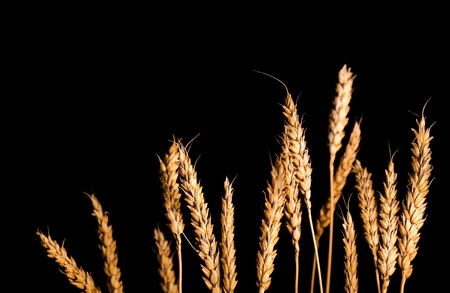 Natural wheat on black