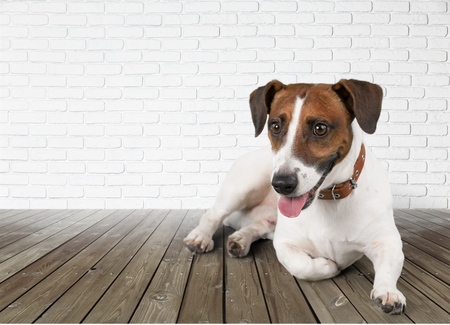 Cute small dog Jack Russell terrierの写真素材