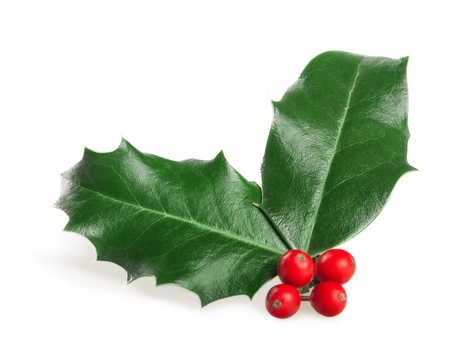 Christmas Holly Isolated on Whiteの写真素材